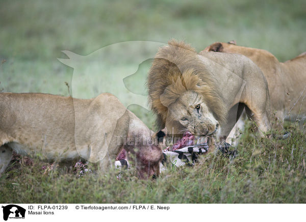 Massai-Lwen / Masai lions / FLPA-01239