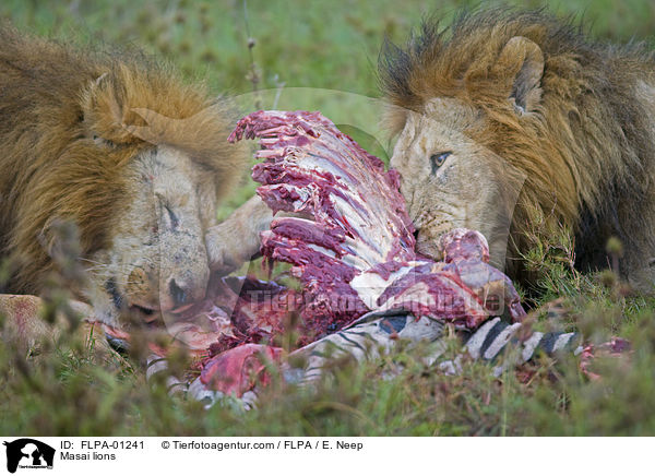 Massai-Lwen / Masai lions / FLPA-01241