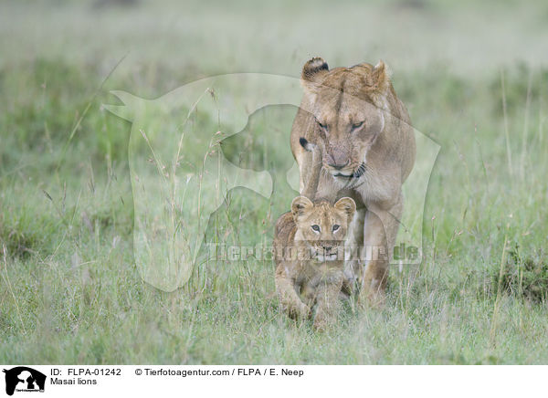 Massai-Lwen / Masai lions / FLPA-01242
