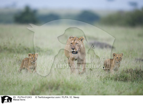 Massai-Lwen / Masai lions / FLPA-01243