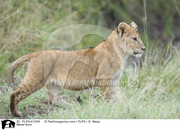 Massai-Lwen / Masai lions / FLPA-01246