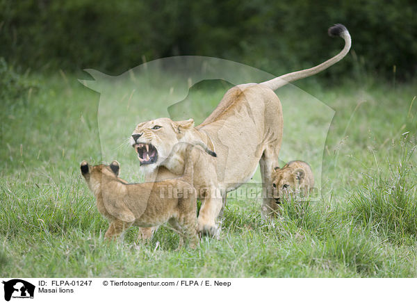 Massai-Lwen / Masai lions / FLPA-01247