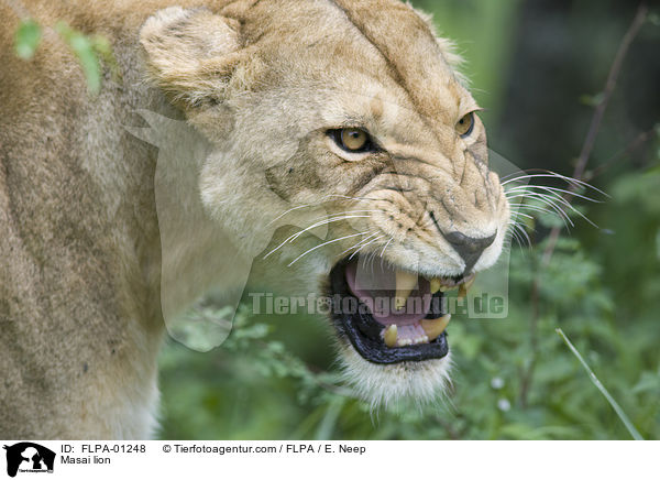 Massai-Lwe / Masai lion / FLPA-01248