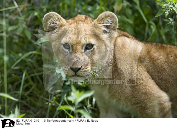 Massai-Lwe / Masai lion / FLPA-01249