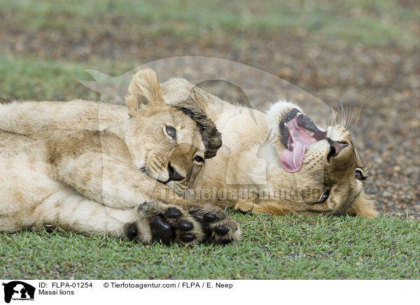 Massai-Lwen / Masai lions / FLPA-01254
