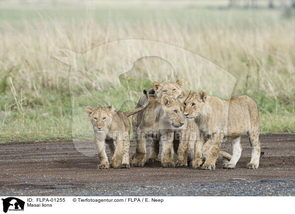 Massai-Lwen / Masai lions / FLPA-01255