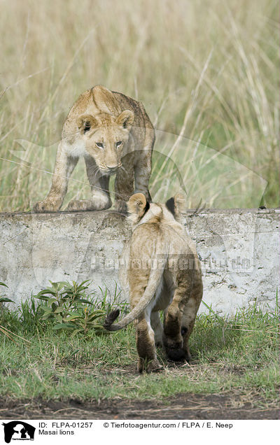 Massai-Lwen / Masai lions / FLPA-01257