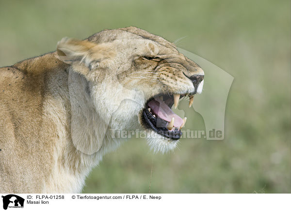 Massai-Lwe / Masai lion / FLPA-01258