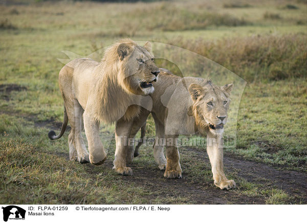 Massai-Lwen / Masai lions / FLPA-01259