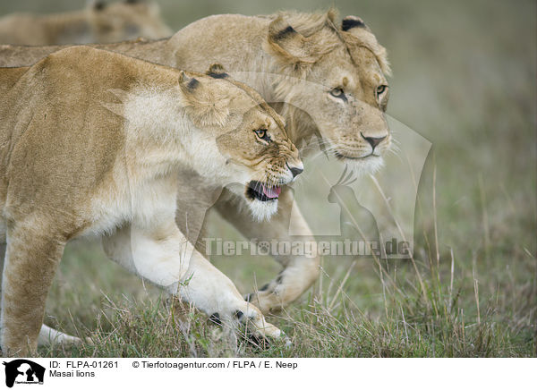 Massai-Lwen / Masai lions / FLPA-01261
