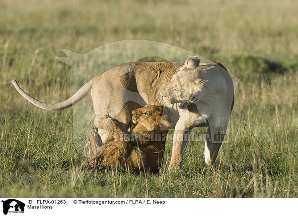 Massai-Lwen / Masai lions / FLPA-01263
