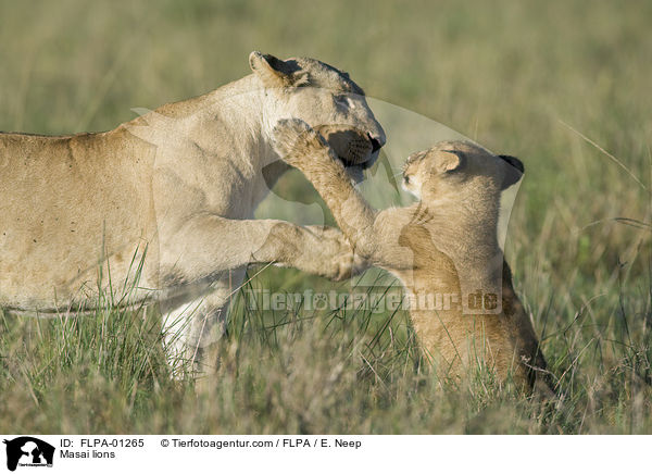 Massai-Lwen / Masai lions / FLPA-01265