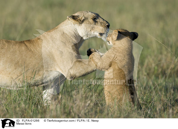 Massai-Lwen / Masai lions / FLPA-01266