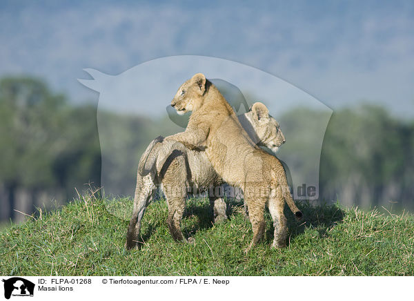 Masai lions / FLPA-01268