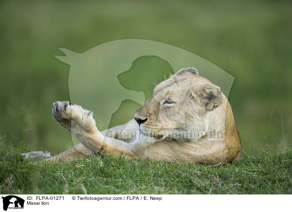 Massai-Lwe / Masai lion / FLPA-01271