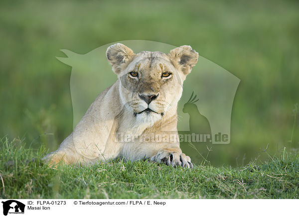 Massai-Lwe / Masai lion / FLPA-01273