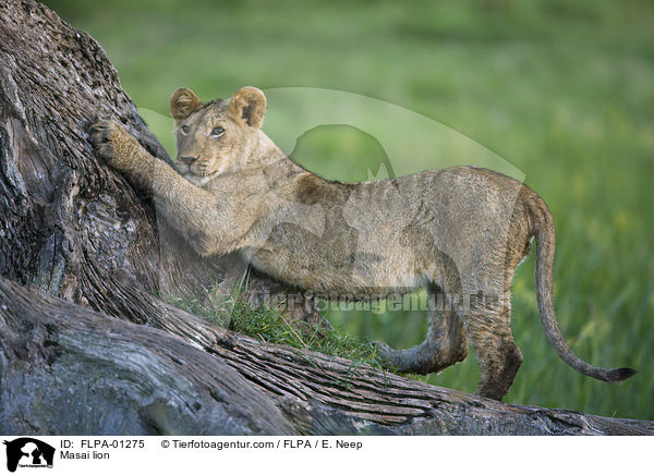 Massai-Lwe / Masai lion / FLPA-01275