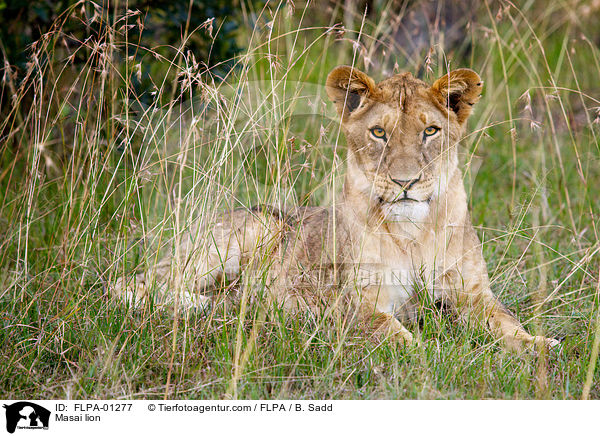 Massai-Lwe / Masai lion / FLPA-01277
