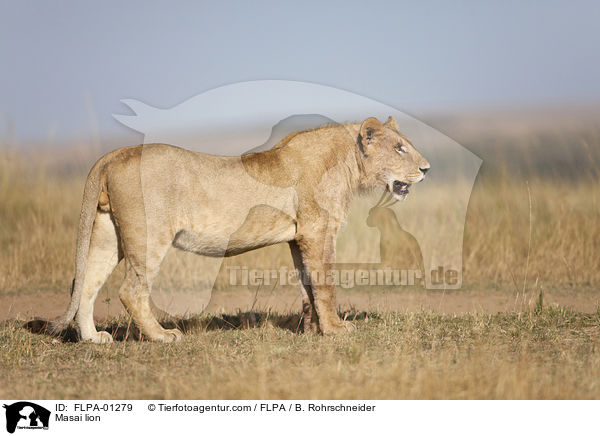 Massai-Lwe / Masai lion / FLPA-01279