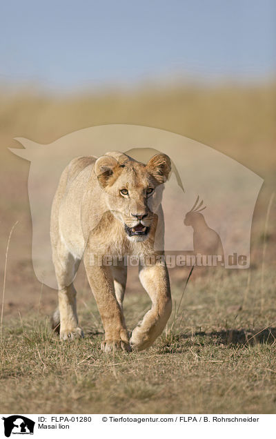 Massai-Lwe / Masai lion / FLPA-01280