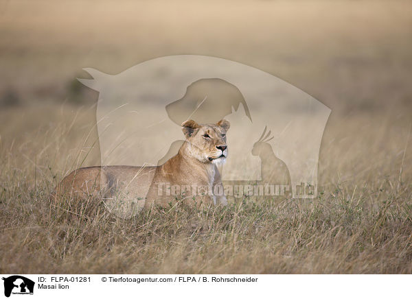 Massai-Lwe / Masai lion / FLPA-01281