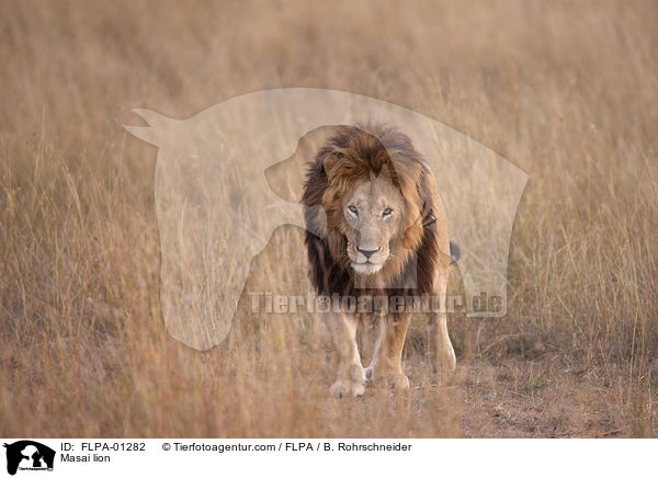 Masai lion / FLPA-01282