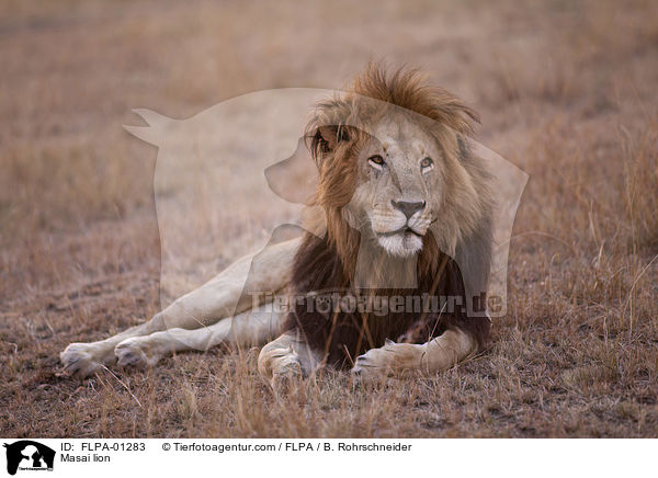 Massai-Lwe / Masai lion / FLPA-01283