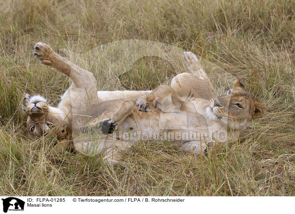 Massai-Lwen / Masai lions / FLPA-01285