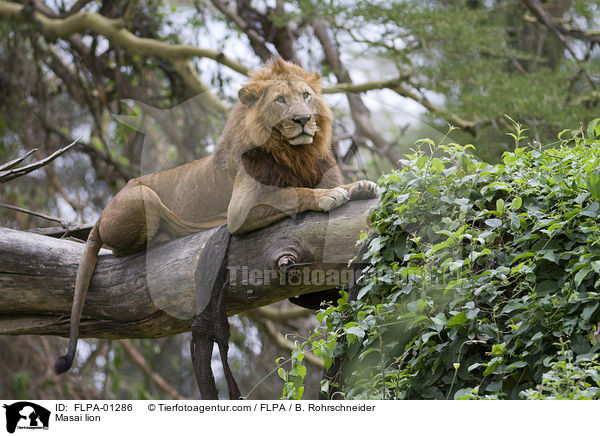 Massai-Lwe / Masai lion / FLPA-01286