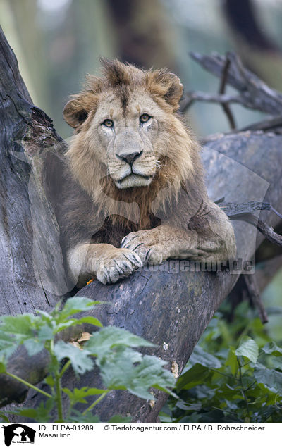Massai-Lwe / Masai lion / FLPA-01289