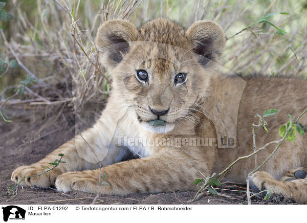 Massai-Lwe / Masai lion / FLPA-01292