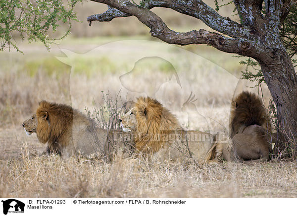 Masai lions / FLPA-01293