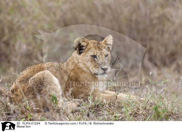 Massai-Lwe / Masai lion / FLPA-01294