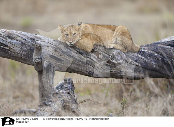 Massai-Lwe / Masai lion / FLPA-01295