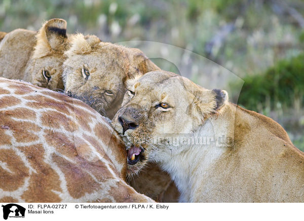 Massai-Lwen / Masai lions / FLPA-02727