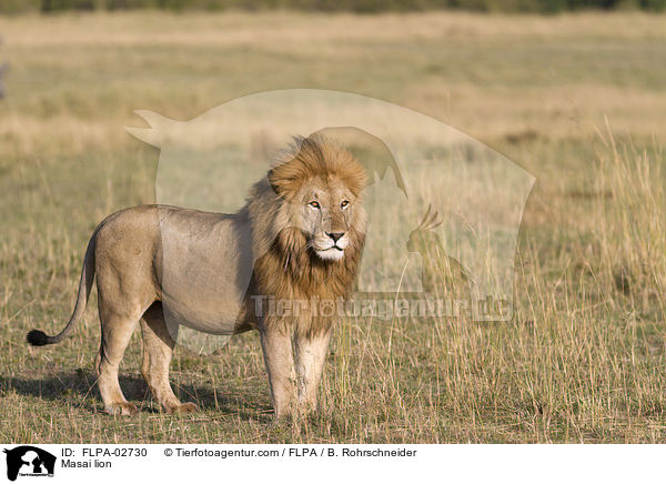 Masai lion / FLPA-02730