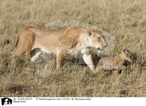 Massai-Lwen / Masai lions / FLPA-02731