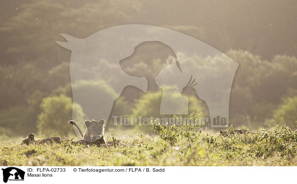 Massai-Lwen / Masai lions / FLPA-02733