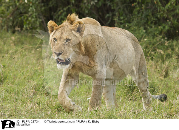 Masai lion / FLPA-02734