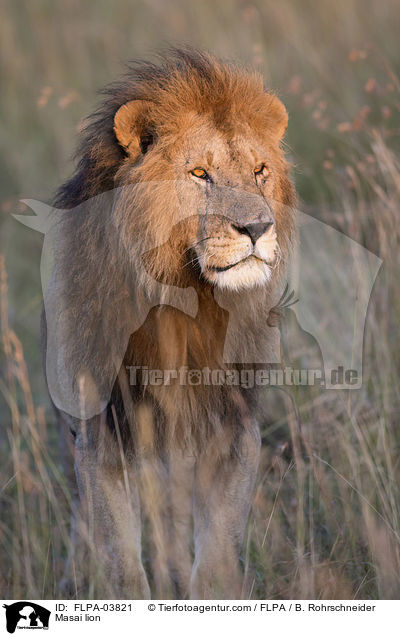Massai-Lwe / Masai lion / FLPA-03821