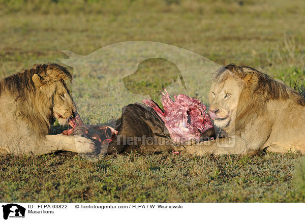 Massai-Lwen / Masai lions / FLPA-03822
