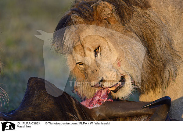 Massai-Lwe / Masai lion / FLPA-03824