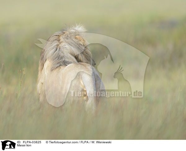 Massai-Lwe / Masai lion / FLPA-03825