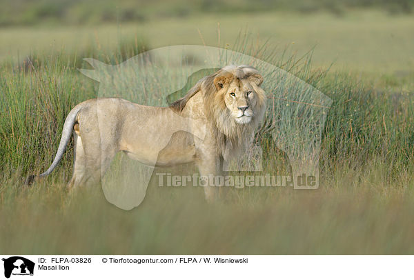 Massai-Lwe / Masai lion / FLPA-03826