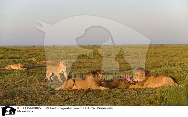 Massai-Lwen / Masai lions / FLPA-03827