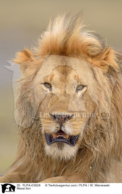 Massai-Lwe / Masai lion / FLPA-03828