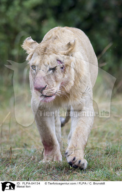 Masai lion / FLPA-04134