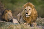 Masai lions