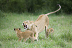 Masai lions