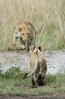 Masai lions